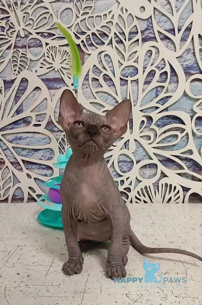 Leo Canadian Sphynx male black live animals
