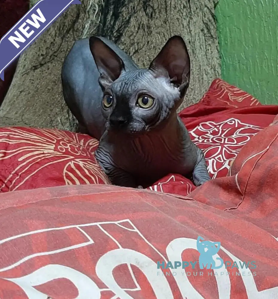 Leo Canadian Sphynx male black live animals