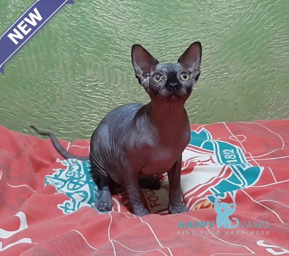 Leo Canadian Sphynx male black live animals