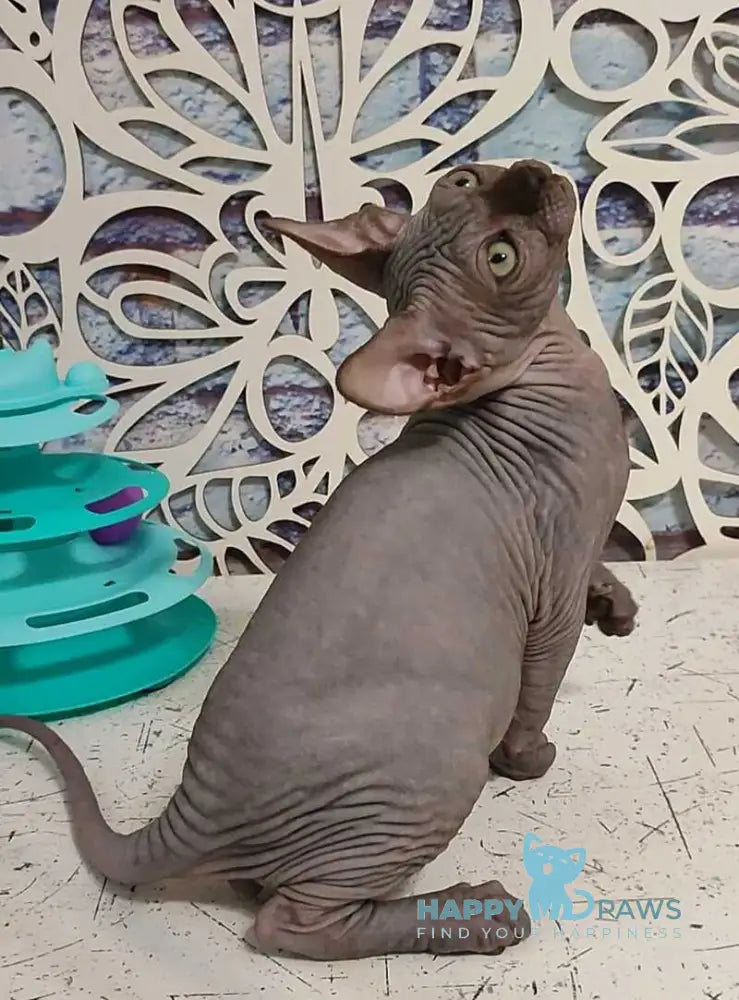 Leo Canadian Sphynx male black live animals