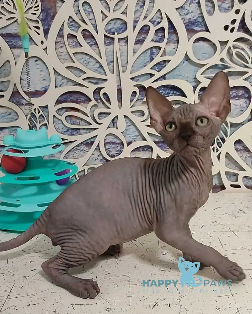 Leo Canadian Sphynx male black live animals