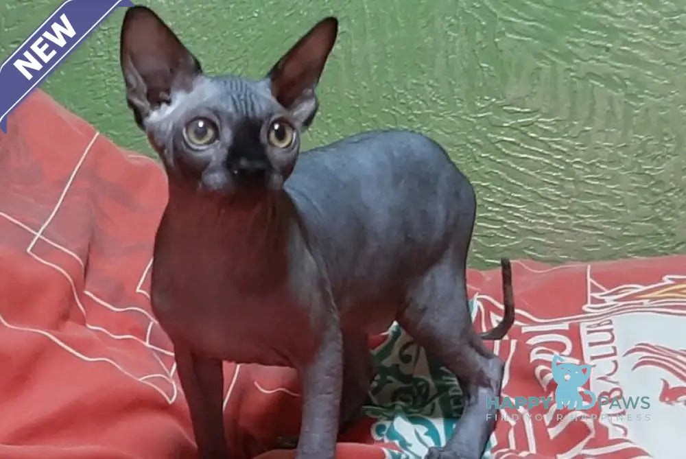 Leo Canadian Sphynx male black live animals