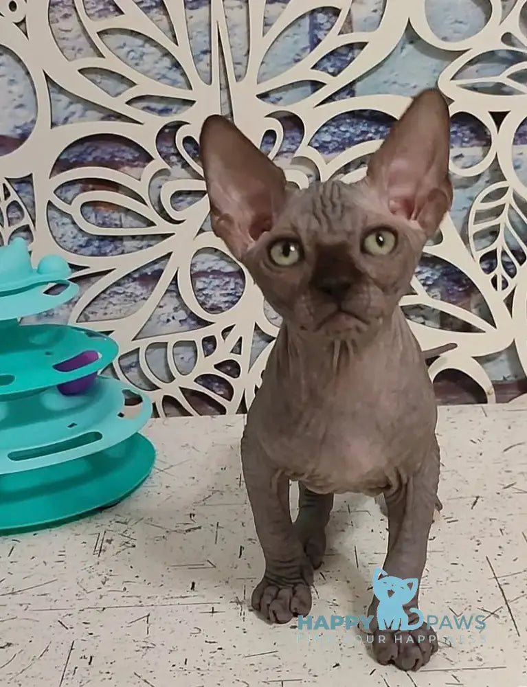 Leo Canadian Sphynx male black live animals