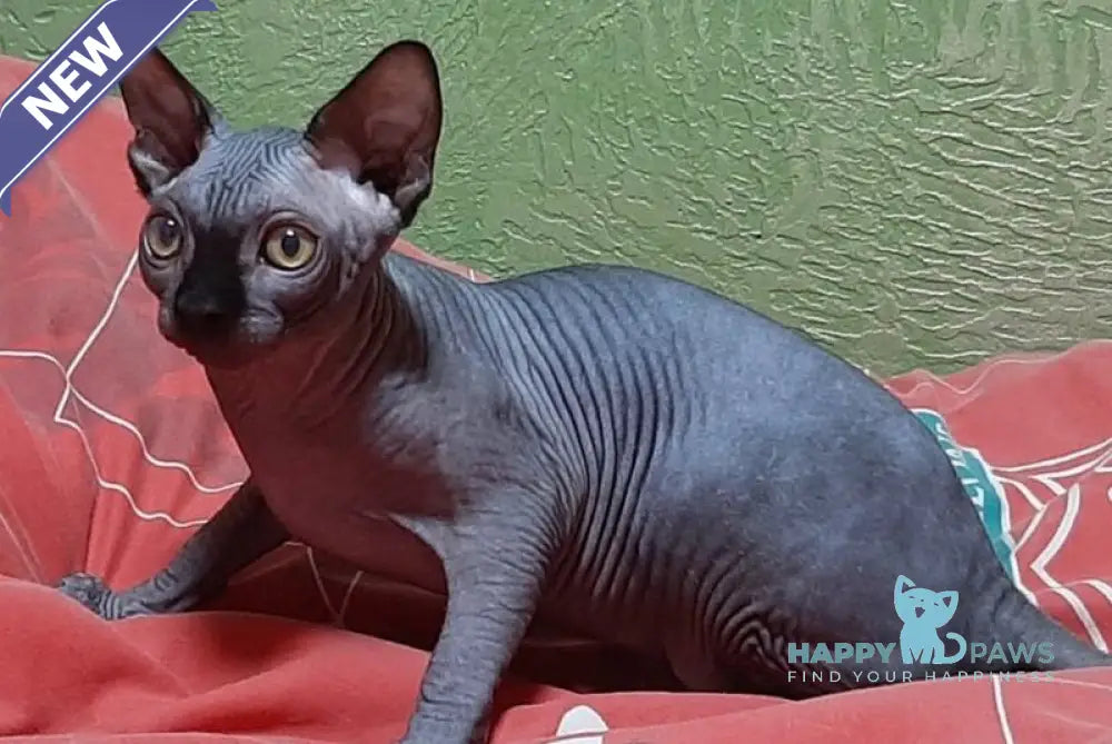 Leo Canadian Sphynx male black live animals