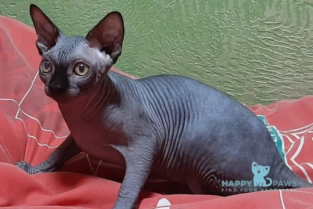 Leo Canadian Sphynx male black live animals