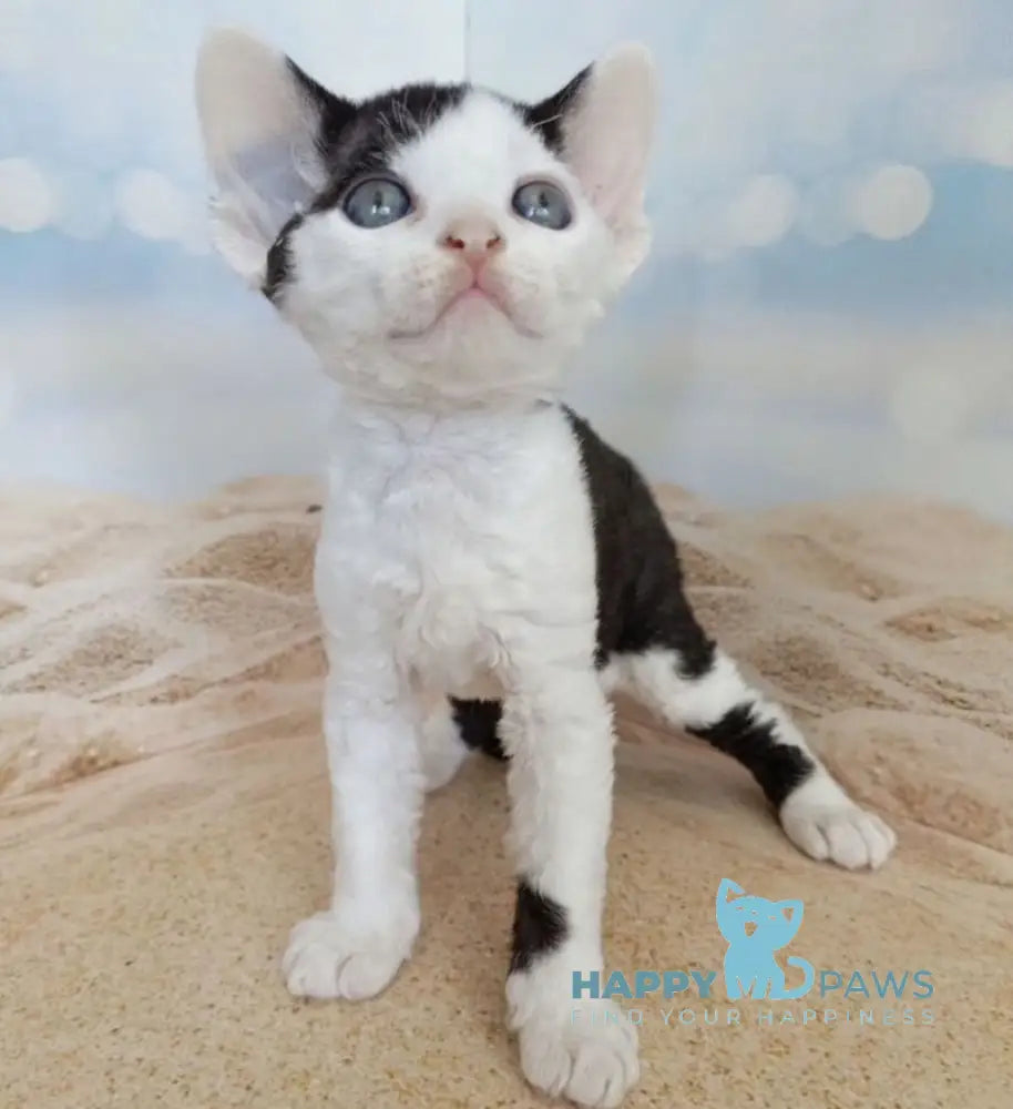 Leo Devon Rex male black bicolour live animals