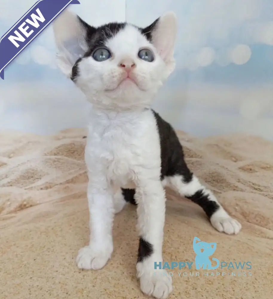 Leo Devon Rex male black bicolour live animals