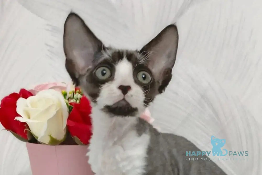 Leo Devon Rex male black bicolour live animals