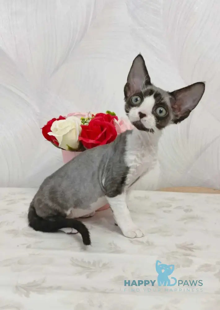 Leo Devon Rex male black bicolour live animals