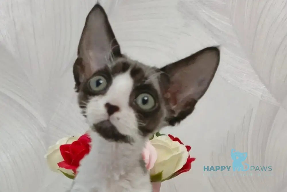 Leo Devon Rex male black bicolour live animals