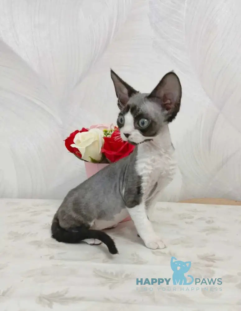 Leo Devon Rex male black bicolour live animals