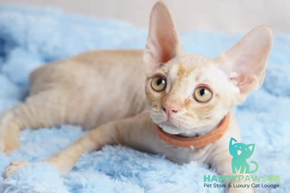 Leo Devon Rex male red - live animals