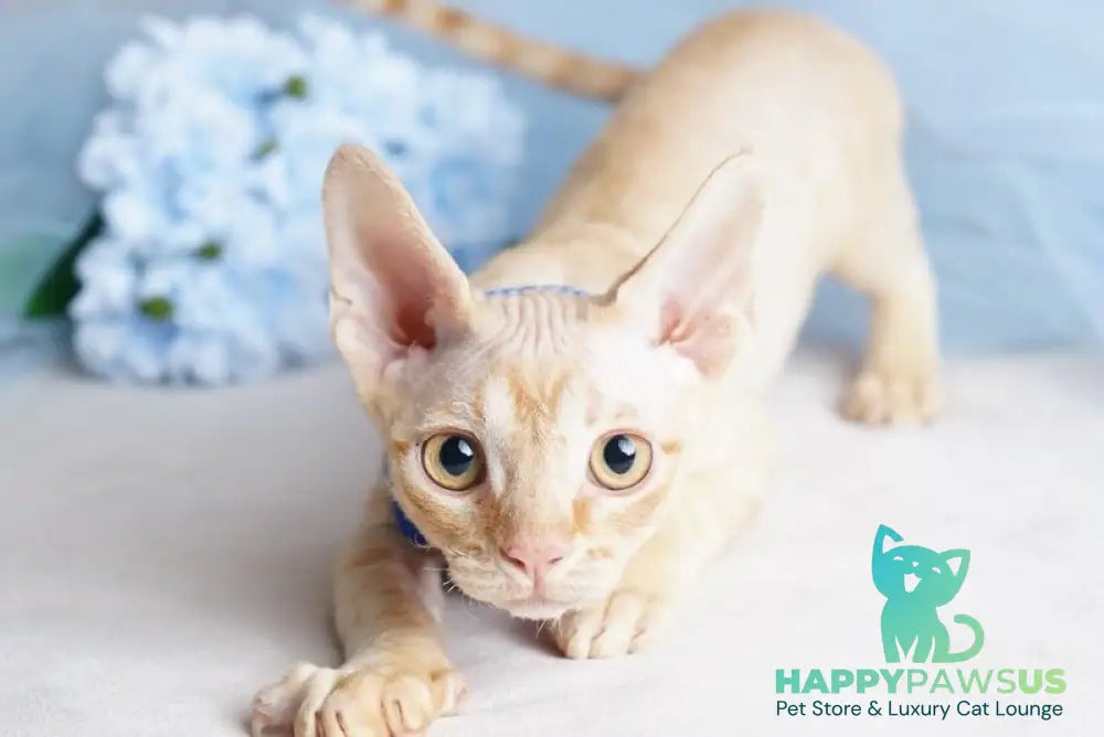 Leo Devon Rex male red - live animals