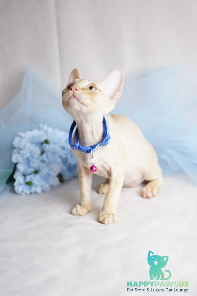 Leo Devon Rex male red - live animals
