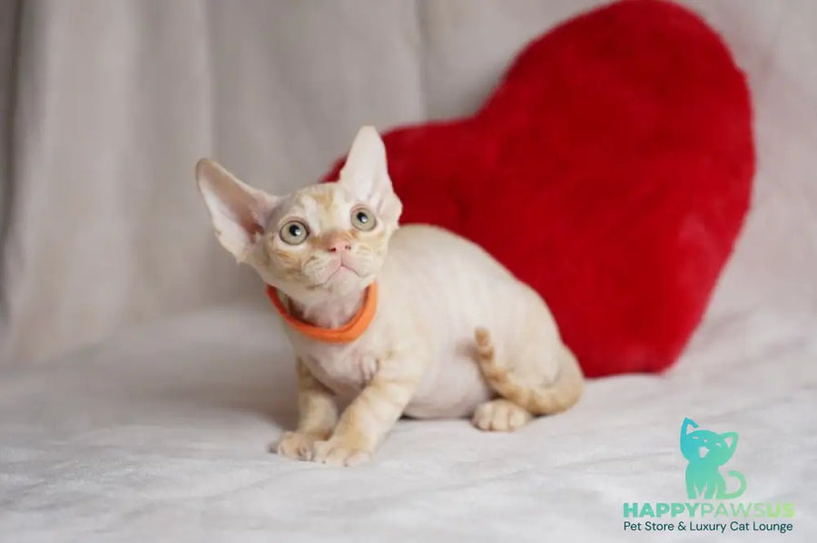 Leo Devon Rex male red - live animals