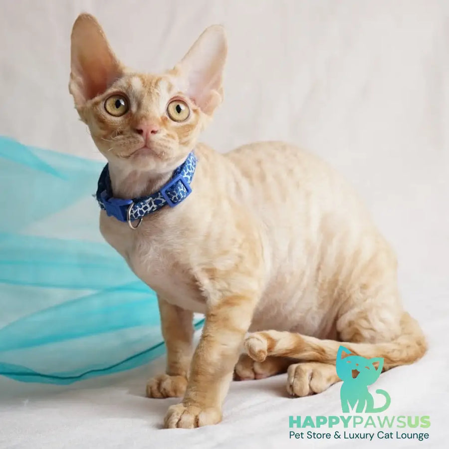 Leo Devon Rex male red - live animals