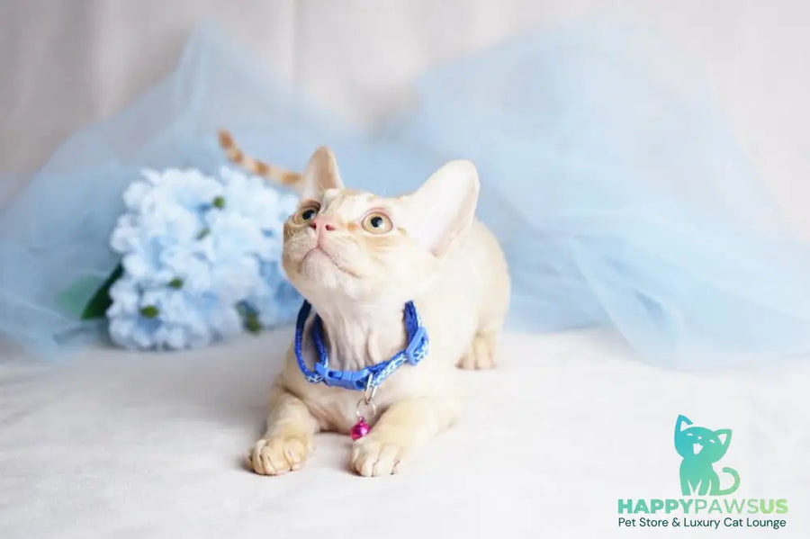 Leo Devon Rex male red - live animals