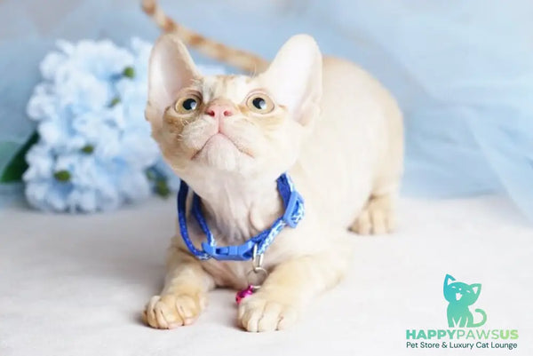 Leo Devon Rex male red - live animals