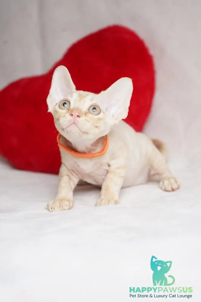 Leo Devon Rex male red - live animals