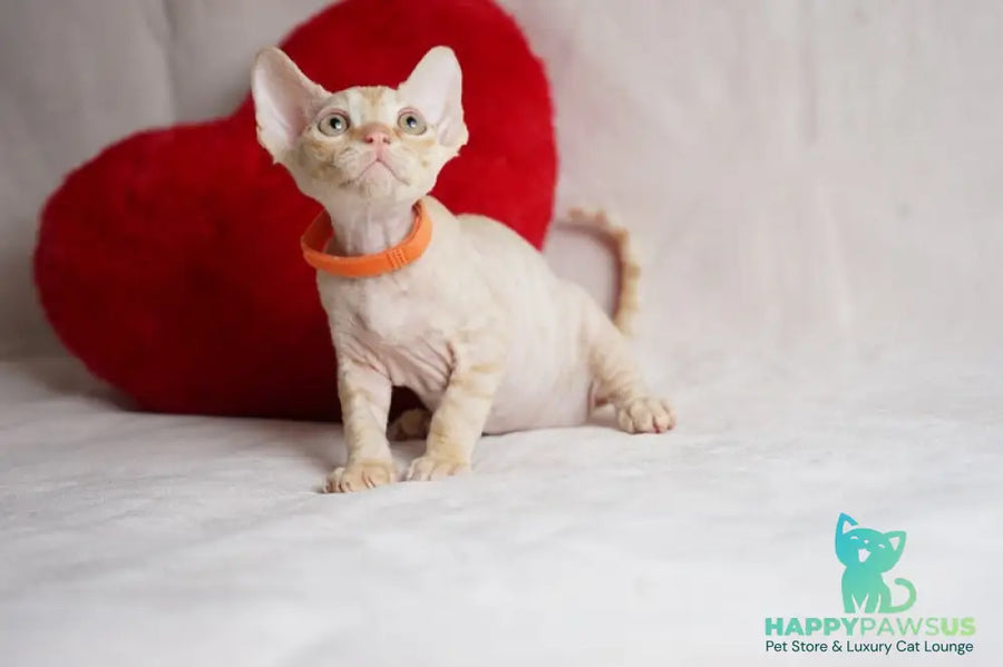 Leo Devon Rex male red - live animals