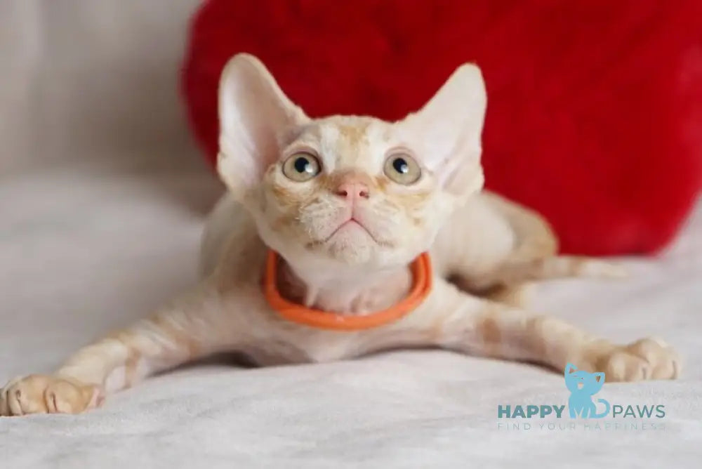 Leo Devon Rex male red - live animals