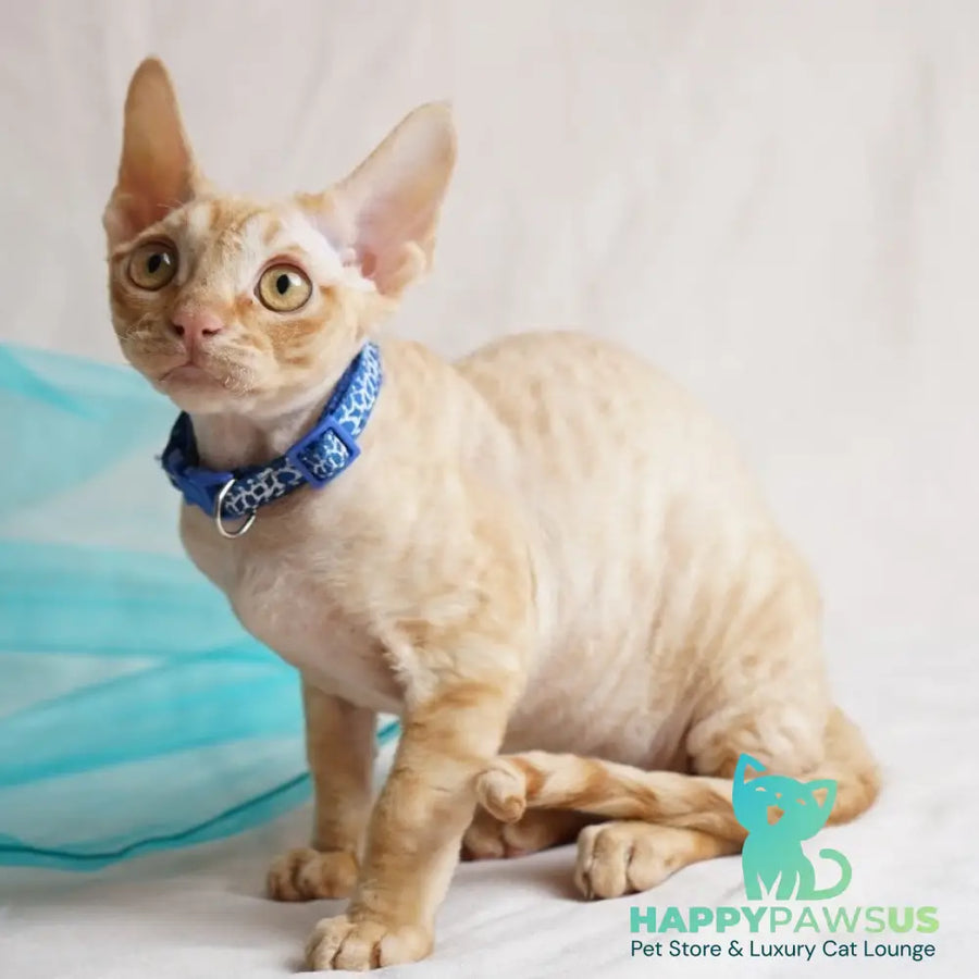Leo Devon Rex male red - live animals