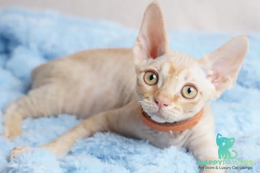 Leo Devon Rex male red - live animals