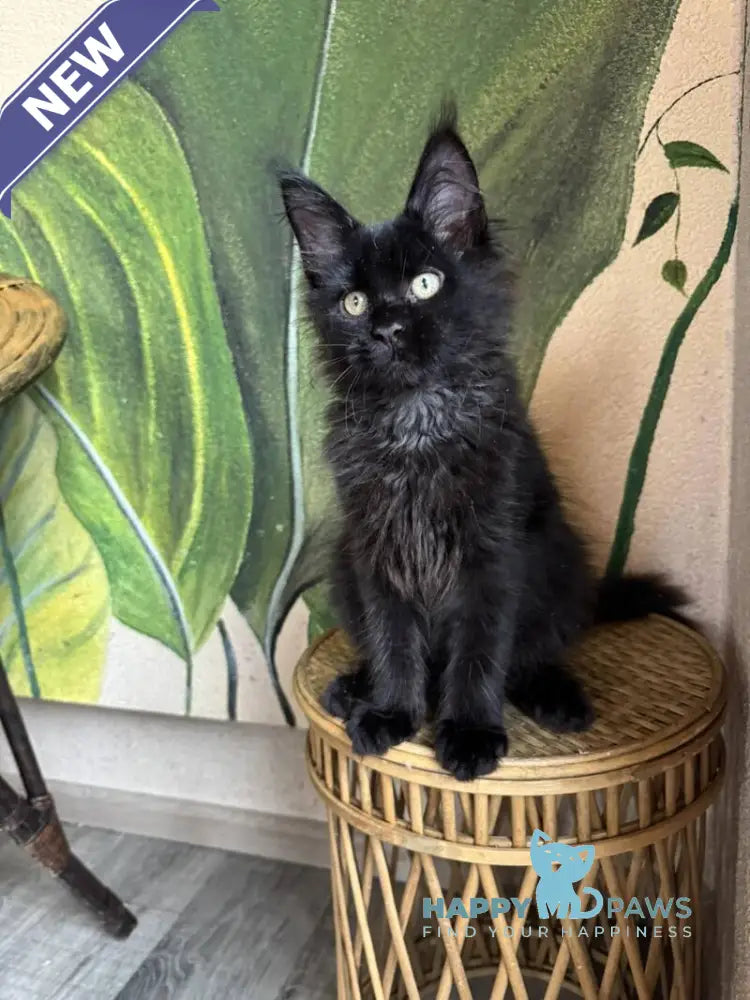 Leo Maine Coon male black live animals