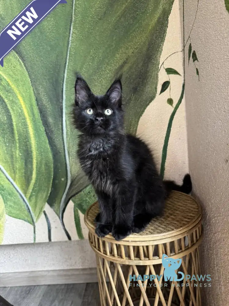 Leo Maine Coon male black live animals
