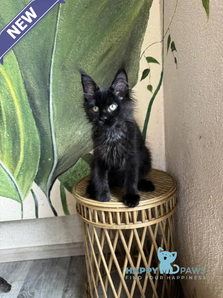 Leo Maine Coon male black live animals