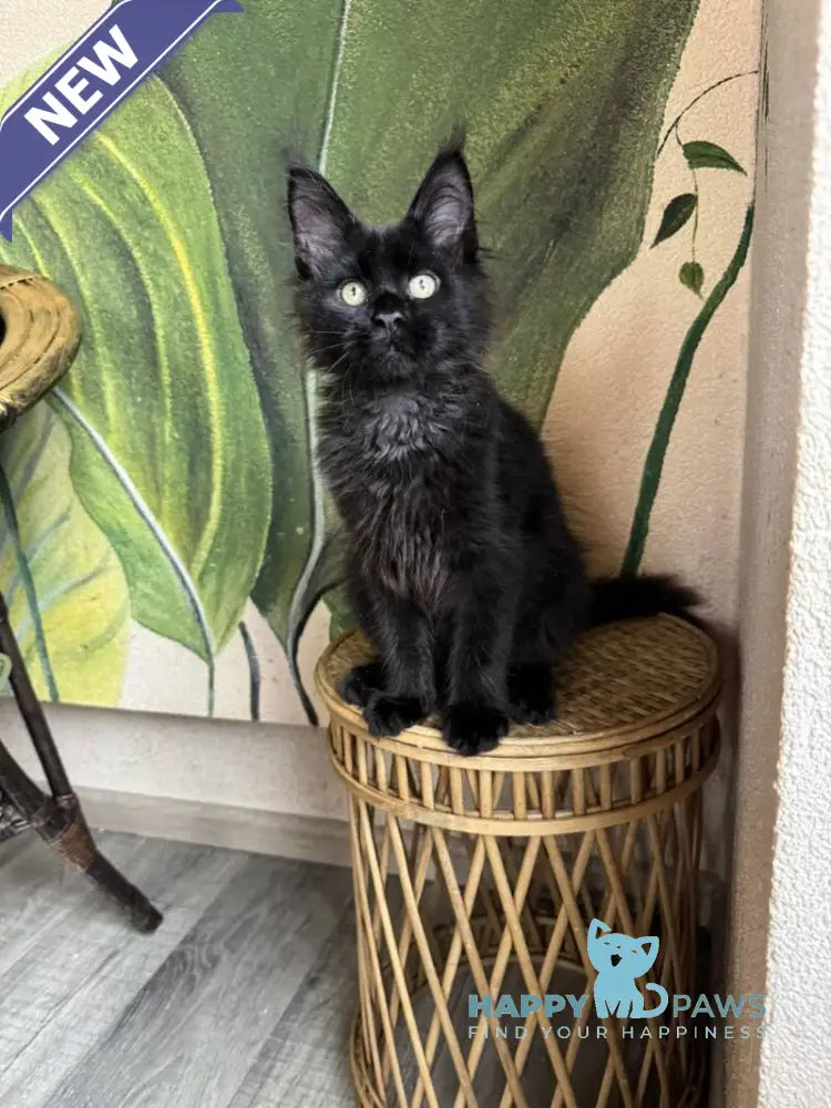 Leo Maine Coon male black live animals