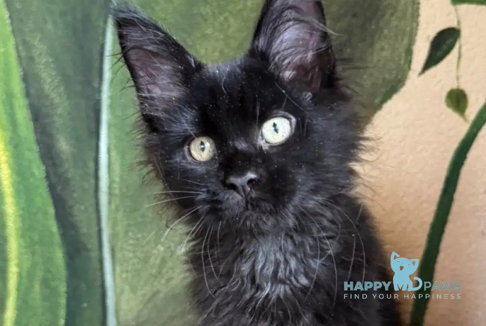 Leo Maine Coon male black live animals
