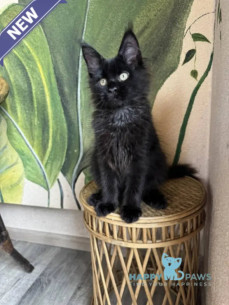 Leo Maine Coon male black live animals