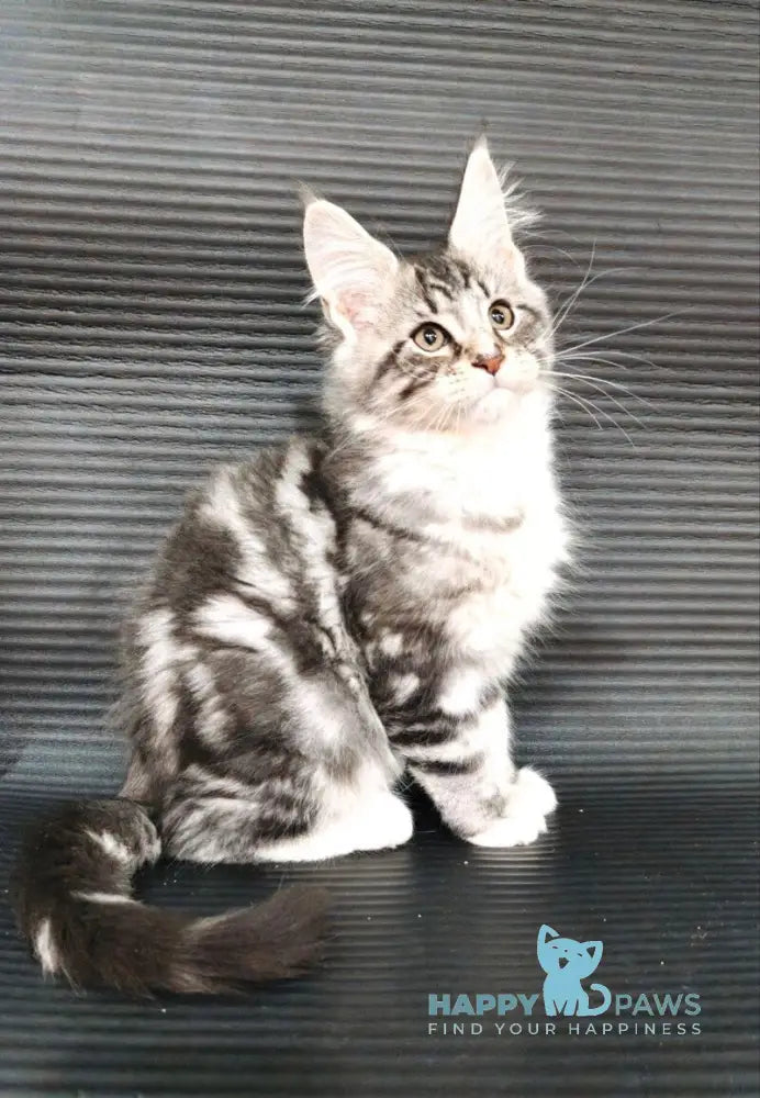 Leo Maine Coon male black silver tabby with white live animals