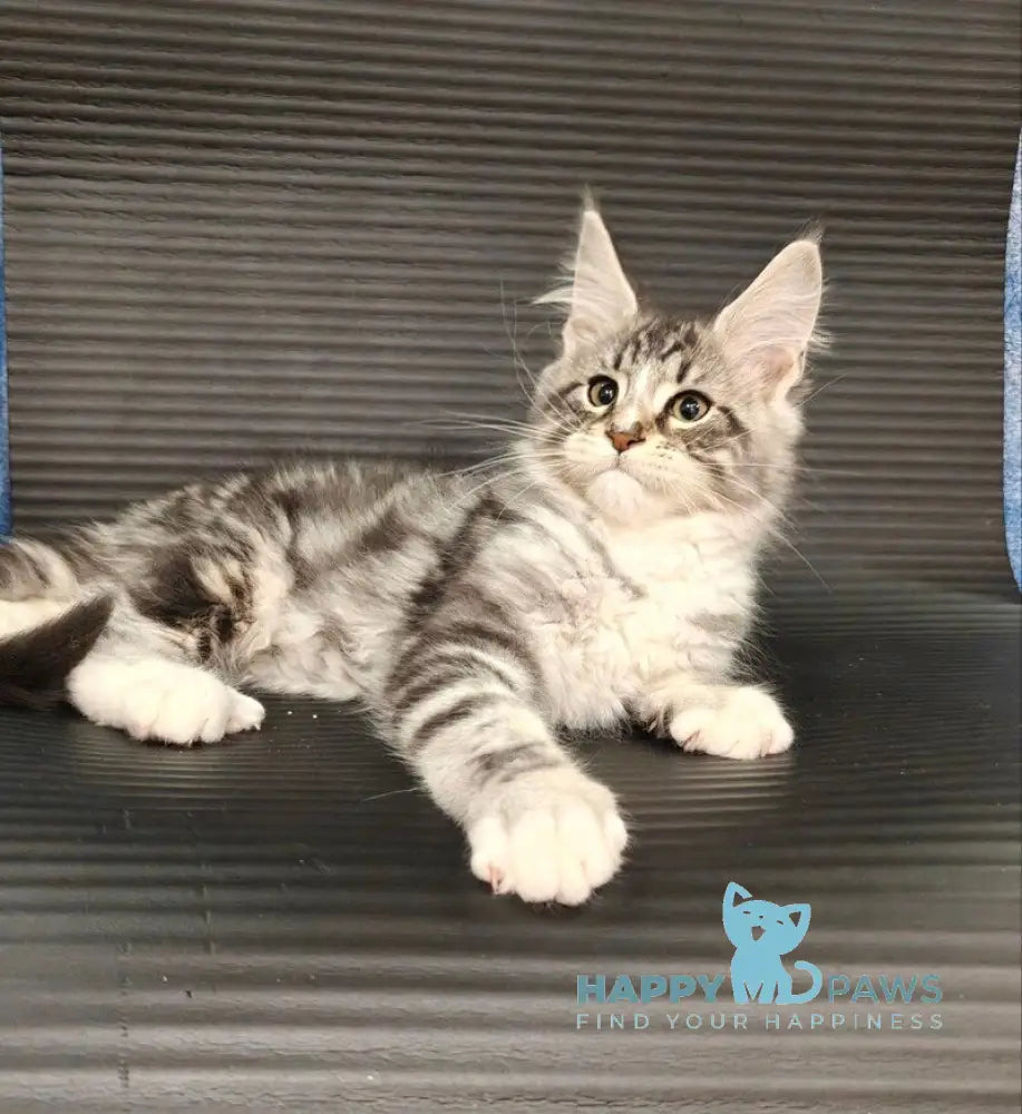 Leo Maine Coon male black silver tabby with white live animals