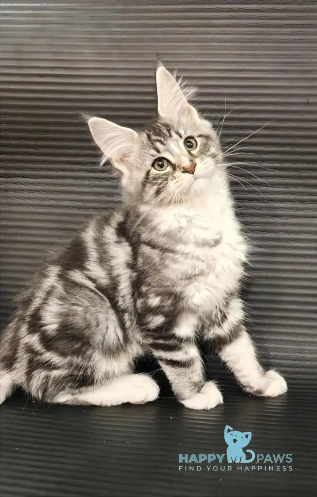 Leo Maine Coon male black silver tabby with white live animals