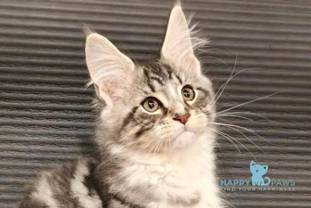 Leo Maine Coon male black silver tabby with white live animals