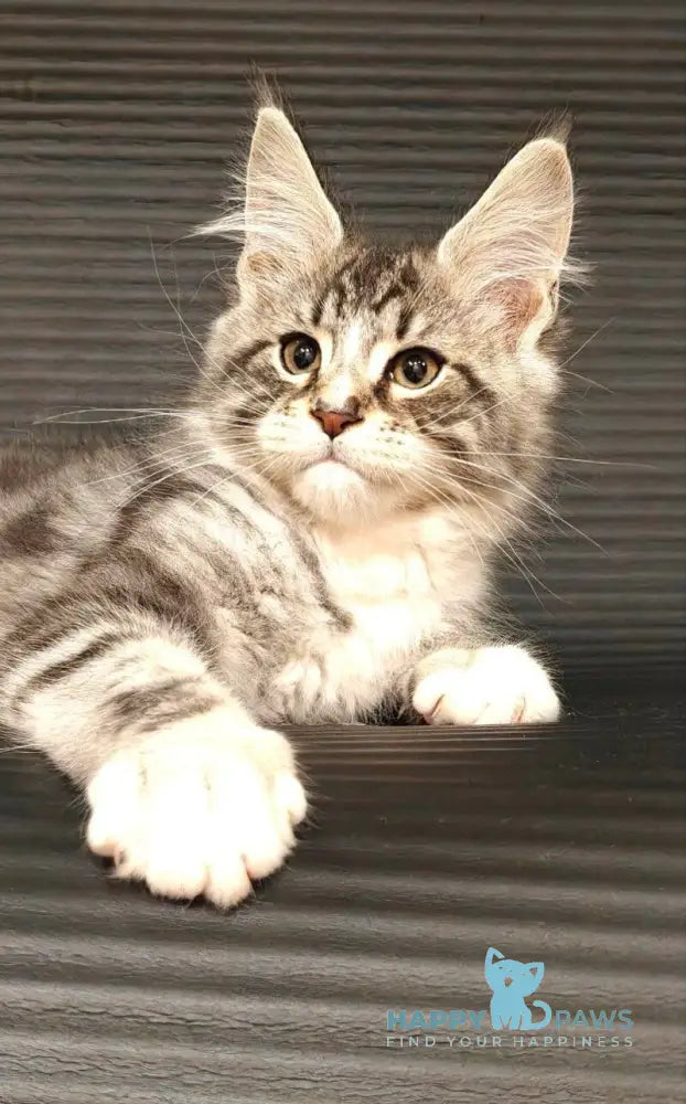 Leo Maine Coon male black silver tabby with white live animals
