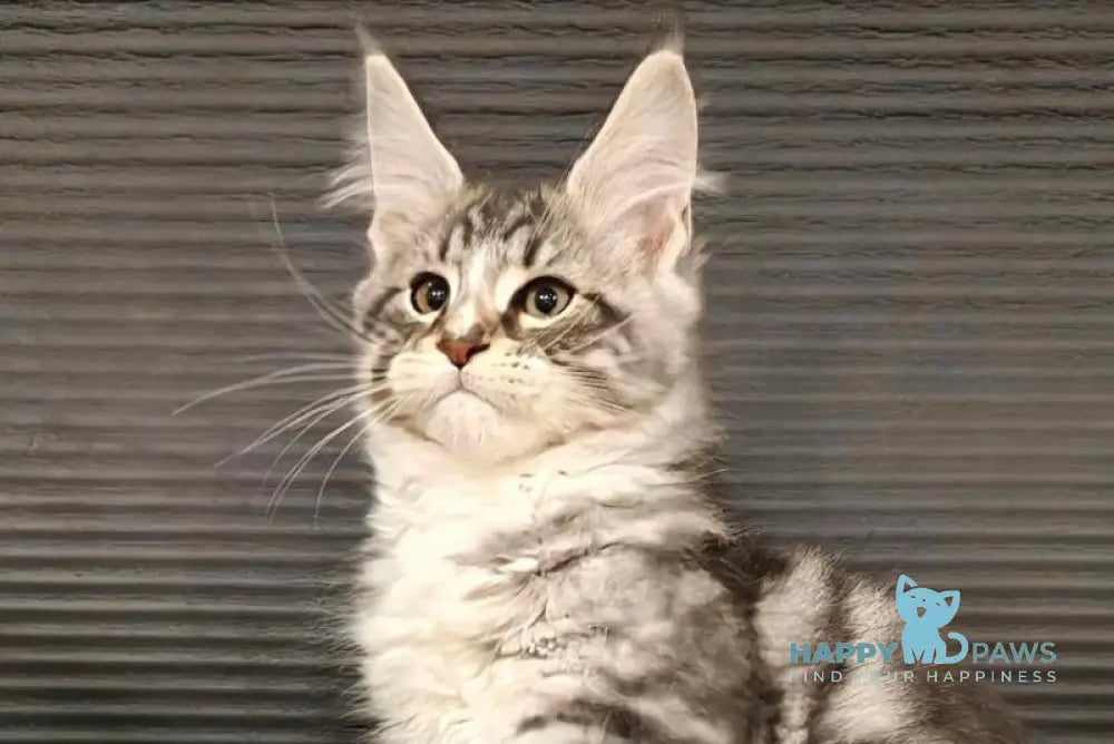 Leo Maine Coon male black silver tabby with white live animals
