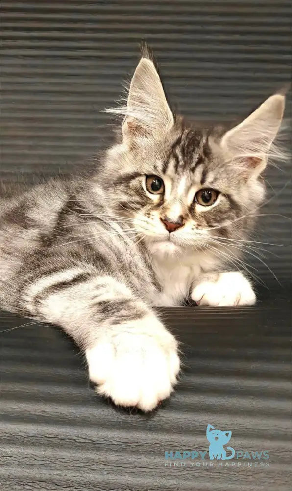 Leo Maine Coon male black silver tabby with white live animals
