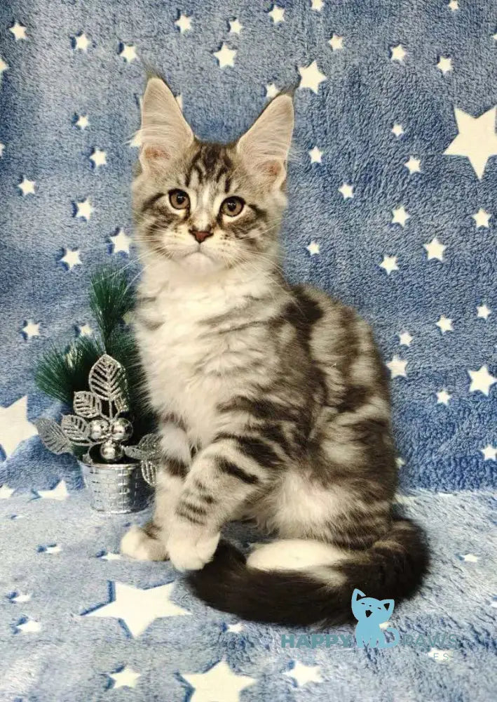 Leo Maine Coon male black silver tabby with white live animals