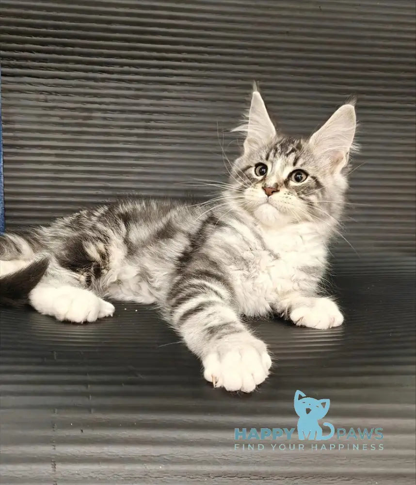 Leo Maine Coon male black silver tabby with white live animals