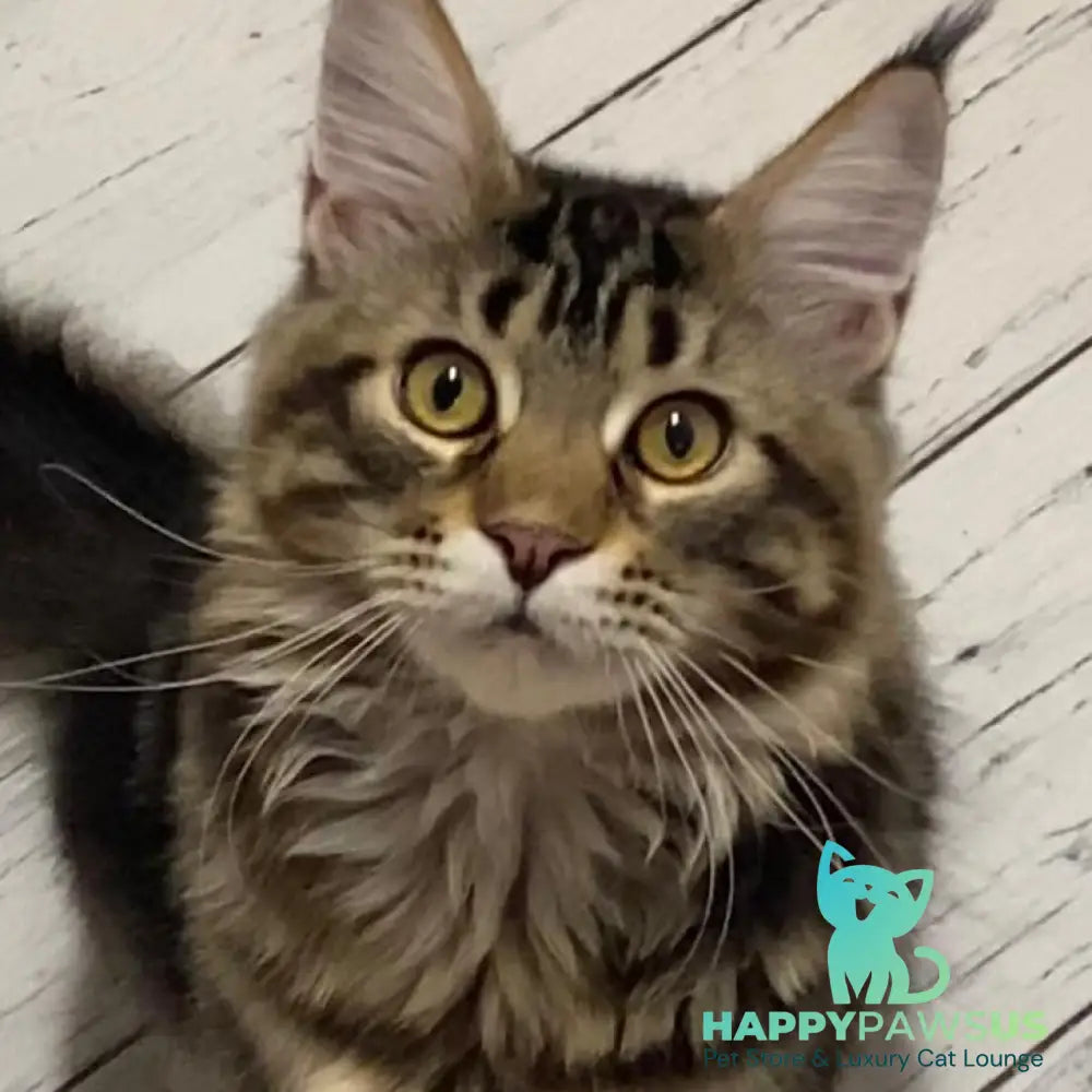 Leo Maine Coon male black tabby - live animals