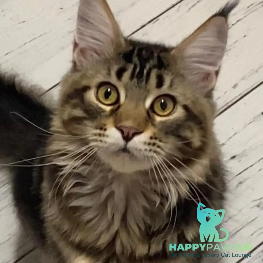 Leo Maine Coon male black tabby - live animals