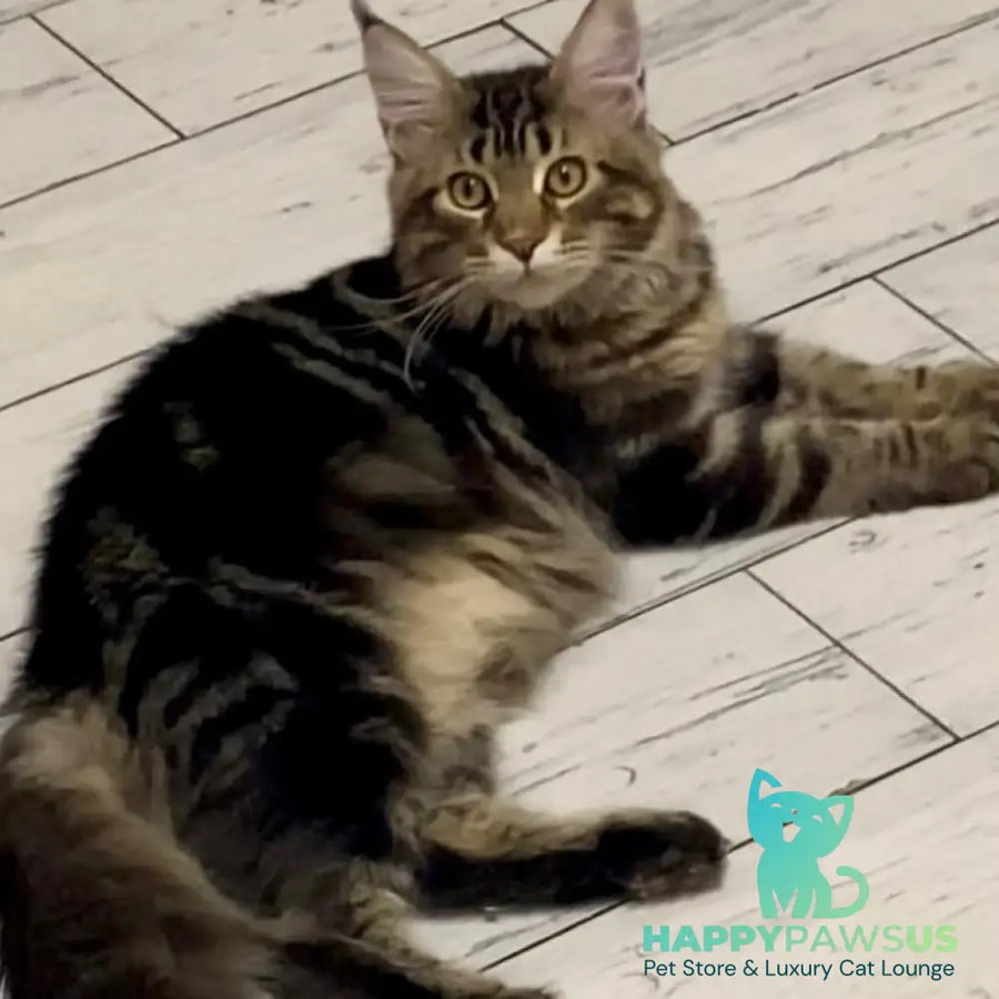 Leo Maine Coon male black tabby - live animals