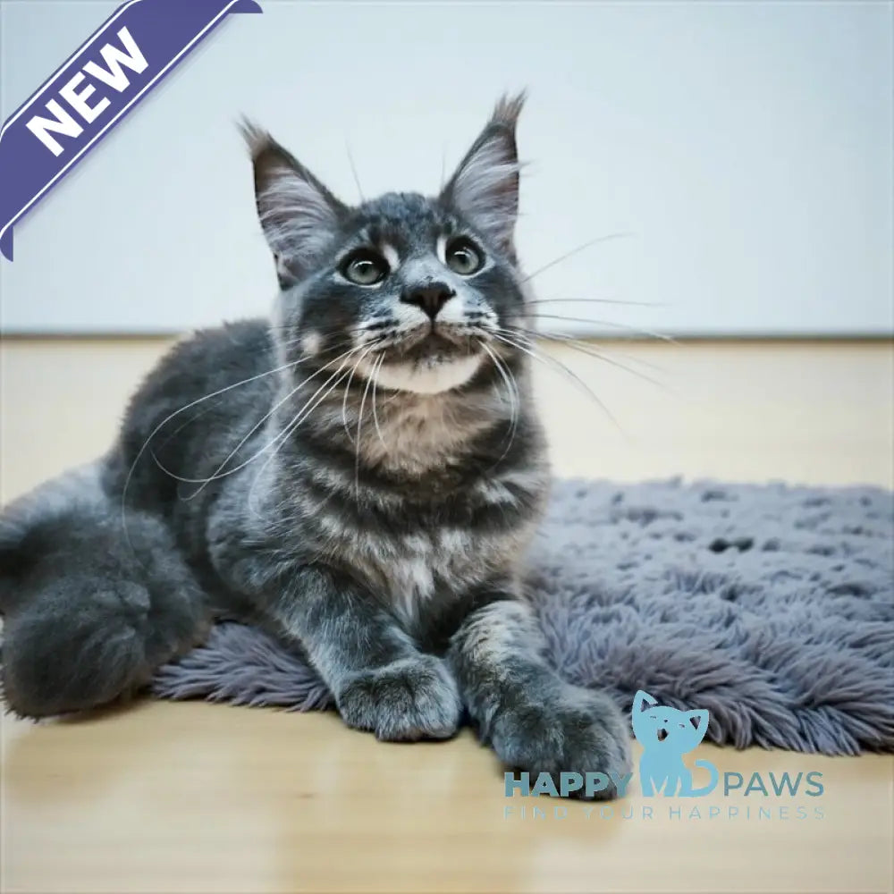 Leo Maine Coon male blue tabby live animals