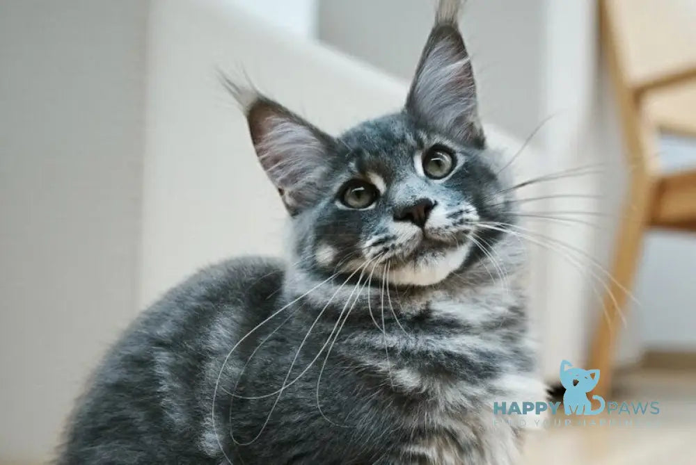 Leo Maine Coon male blue tabby live animals