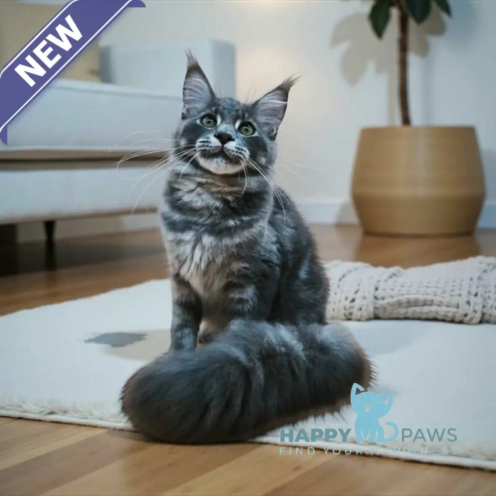 Leo Maine Coon male blue tabby live animals
