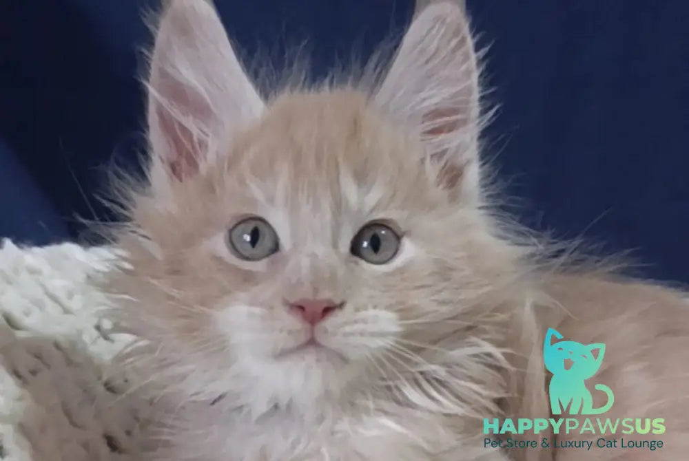 Leo Maine Coon male cream silver live animals