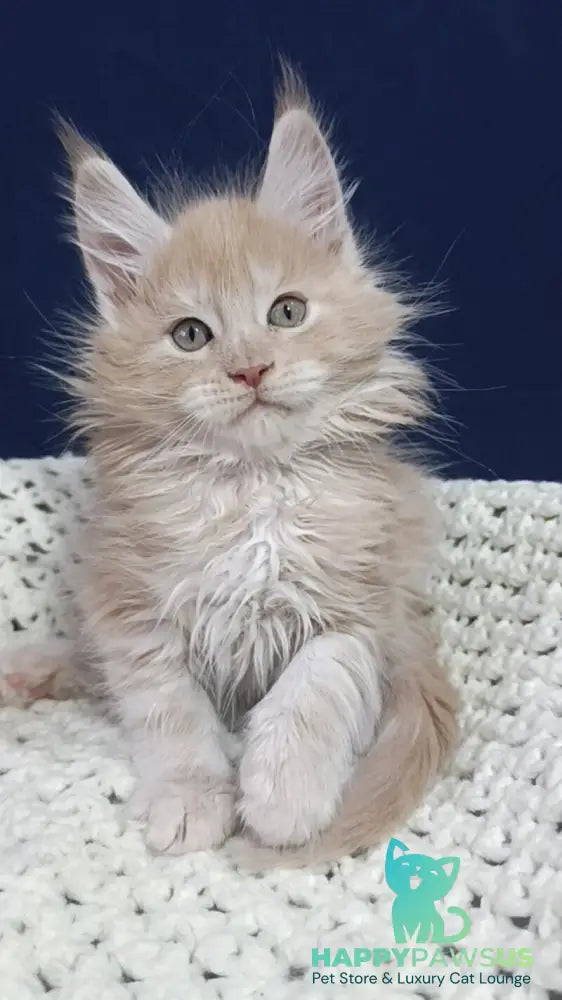 Leo Maine Coon male cream silver live animals